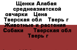 Щенки Алабая( среднеазиатской овчарки › Цена ­ 15 000 - Тверская обл., Тверь г. Животные и растения » Собаки   . Тверская обл.,Тверь г.